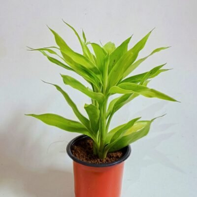 7 best indoor plants