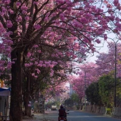 Bengaluru Turns Pink